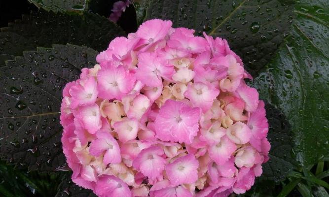 绣球花的种植方法是什么？绣球花种植后如何管理？