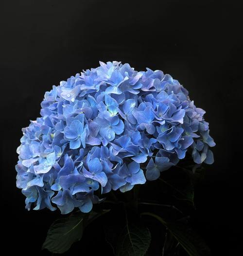 绣球花的种植方法是什么？绣球花种植后如何管理？