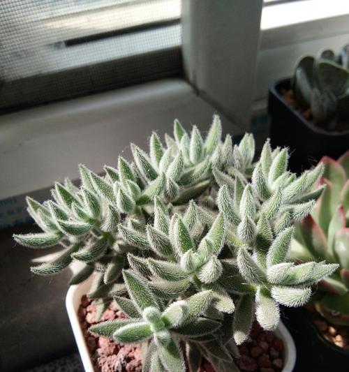 绒针怎么养？绒针植物的养殖方法是什么？