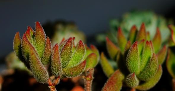 绒针怎么养？绒针植物的养殖方法是什么？