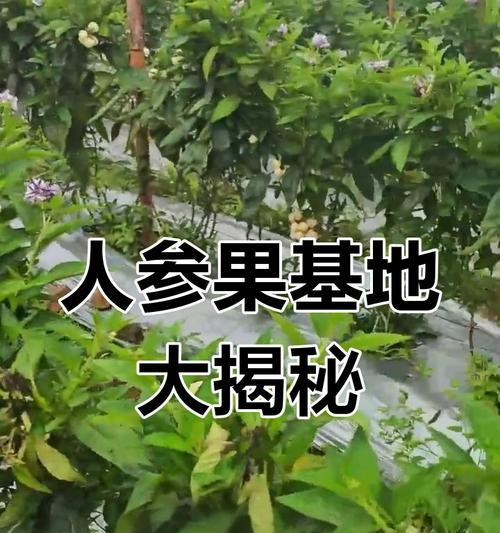 人参果花的养护技巧和常见问题？