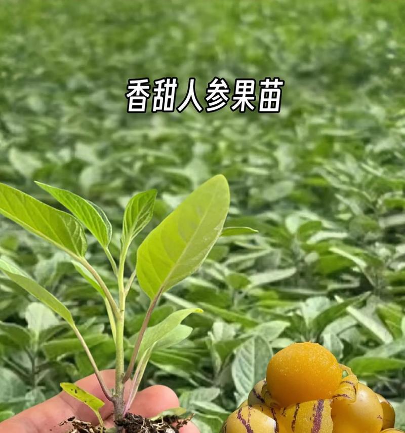 人参果花的养护技巧和常见问题？
