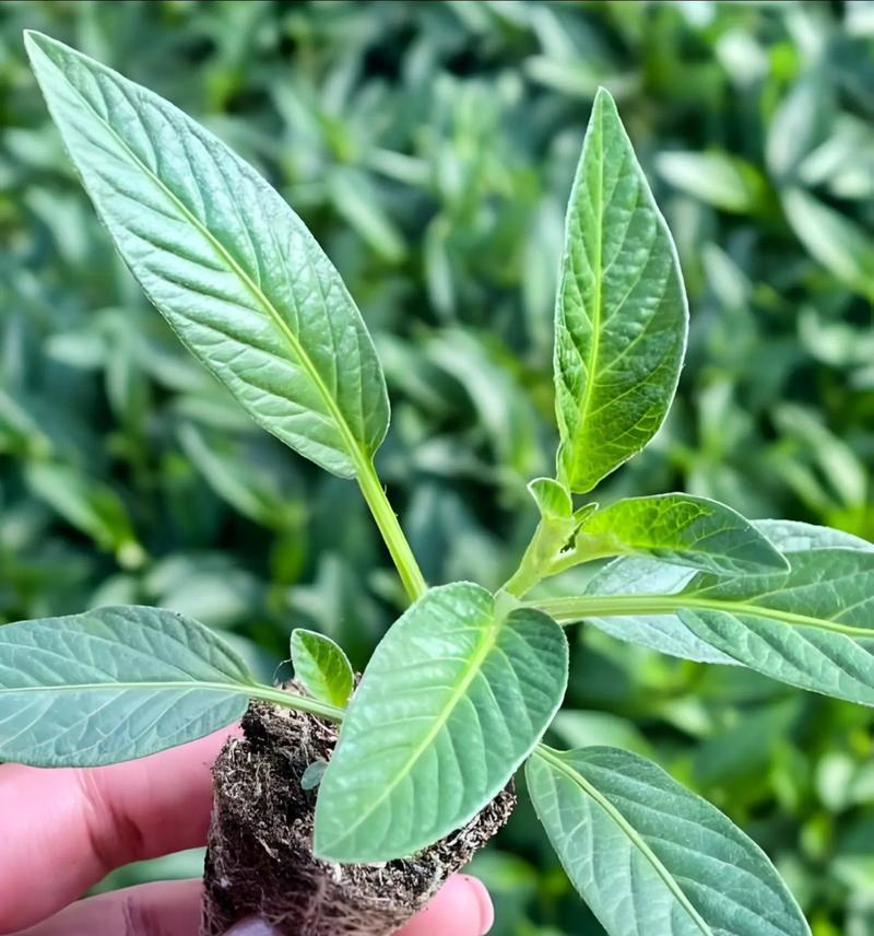 人参果花的养护技巧和常见问题？