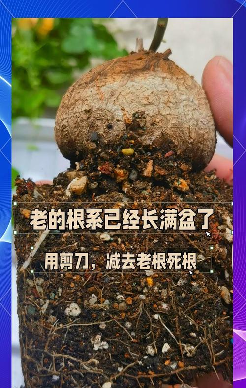 龟甲牡丹种植需要什么土壤？如何配制？