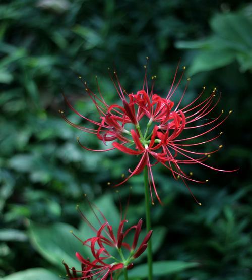 彼岸花什么时候开花？彼岸花的传说和文化意义是什么？