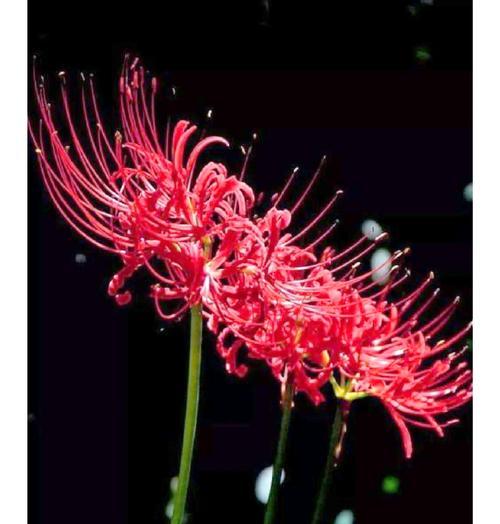 彼岸花什么时候开花？彼岸花的传说和文化意义是什么？