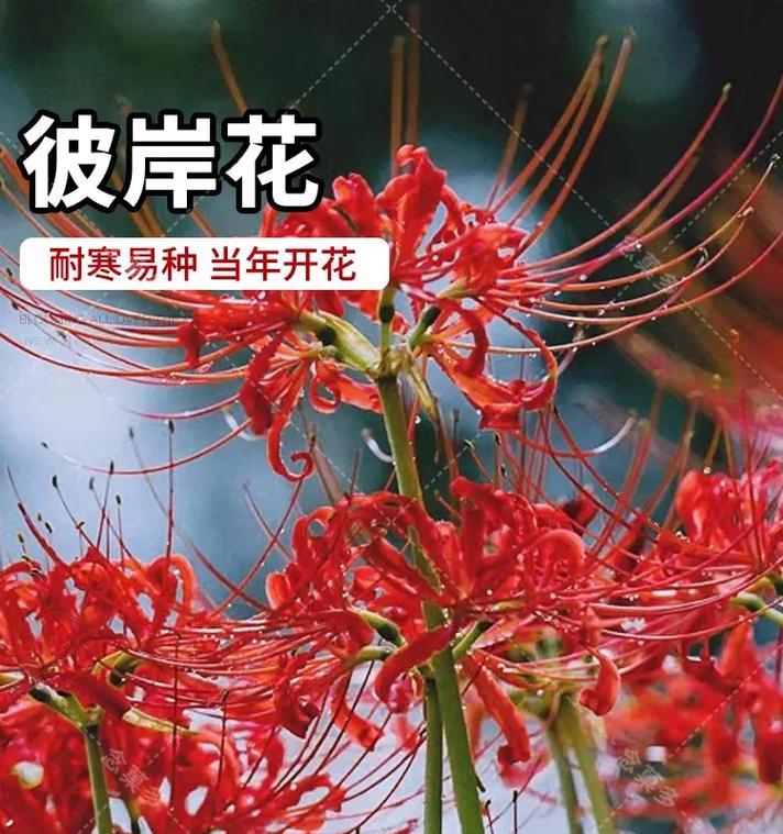 彼岸花什么时候开花？彼岸花的传说和文化意义是什么？