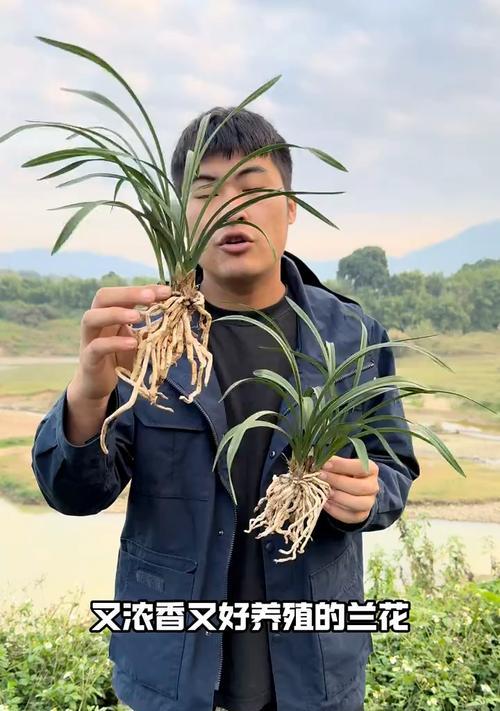 春兰品种的鉴赏要点是什么？春兰品种如何分类？