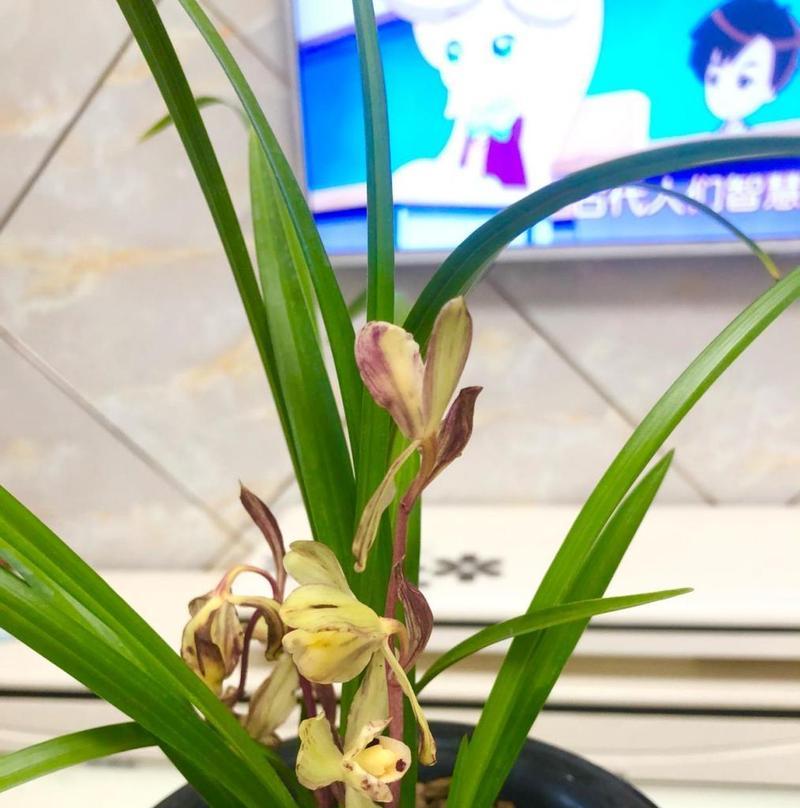 春兰品种的鉴赏要点是什么？春兰品种如何分类？