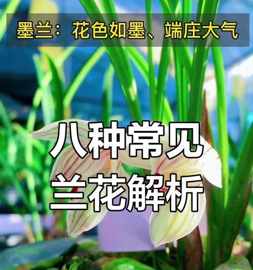 春兰品种的鉴赏要点是什么？春兰品种如何分类？