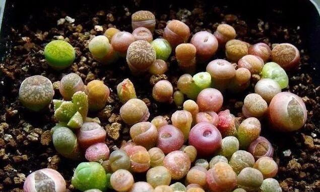 生石花僵苗如何拯救？