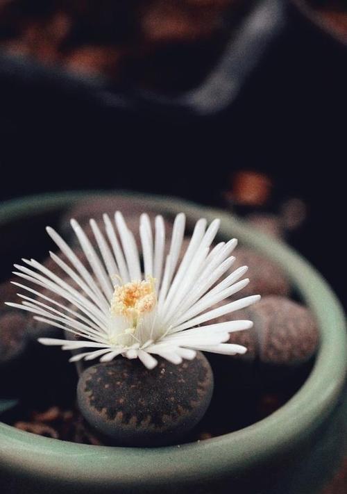 生石花僵苗如何拯救？