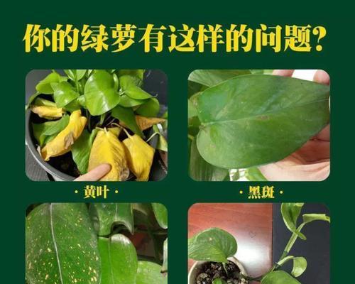 绿萝用什么花肥？绿萝的施肥方法和推荐肥料是什么？