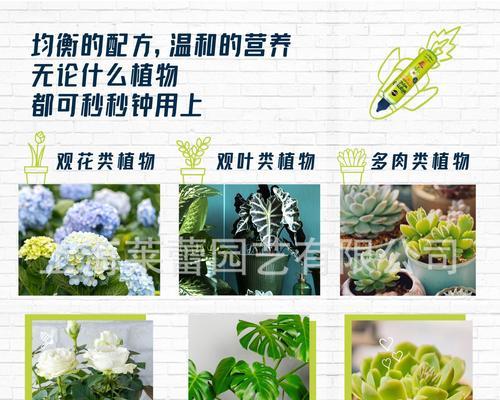 绿萝用什么花肥？绿萝的施肥方法和推荐肥料是什么？