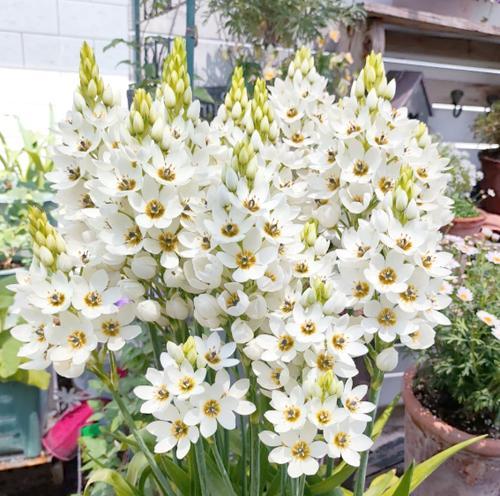 百合切花的养护和延长花期的方法是什么？