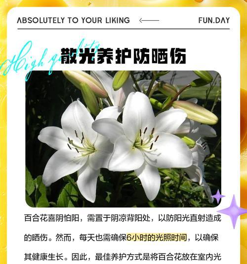 百合切花的养护和延长花期的方法是什么？