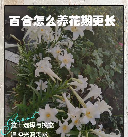 百合切花的养护和延长花期的方法是什么？
