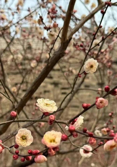 梅花的品种有哪些？如何挑选适合自己种植的梅花品种？