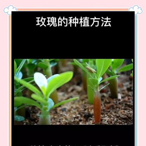种玫瑰花用什么土最好？玫瑰花种植的土壤选择是什么？