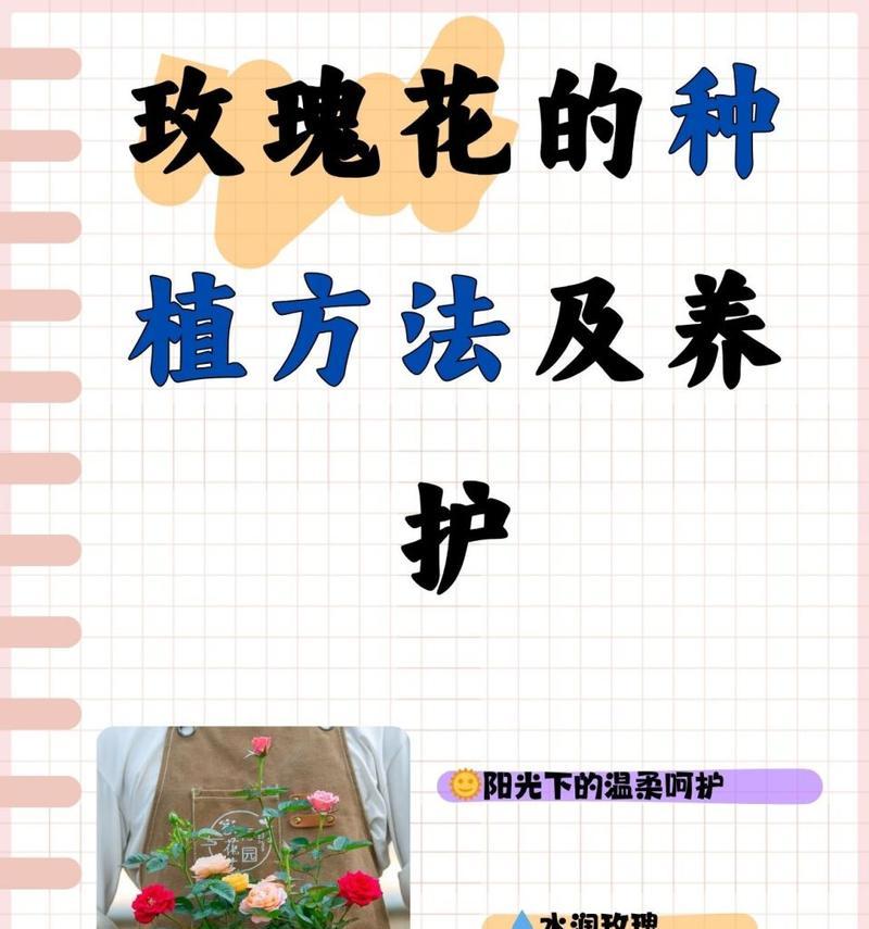 种玫瑰花用什么土最好？玫瑰花种植的土壤选择是什么？