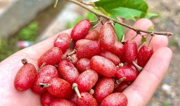 胡颓子有哪些品种？胡颓子品种的选择技巧是什么？