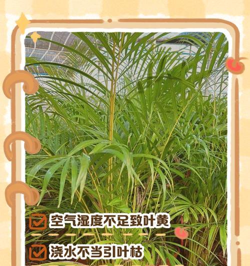 散尾葵叶子发黄的解决方法是什么？