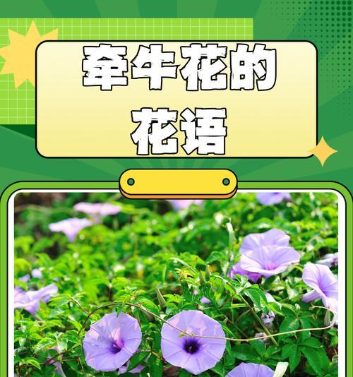 牵牛花颜色变化的原因是什么？