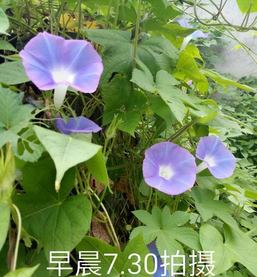 牵牛花颜色变化的原因是什么？