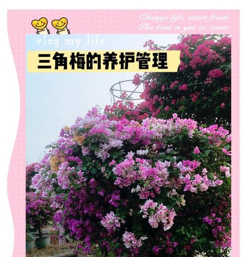 三角梅养殖方法及常见问题解决？
