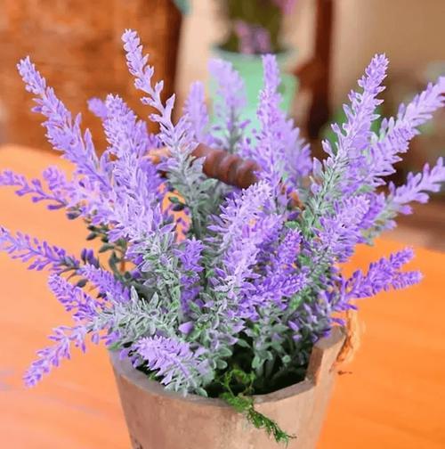 家里可以种哪些花来装饰？