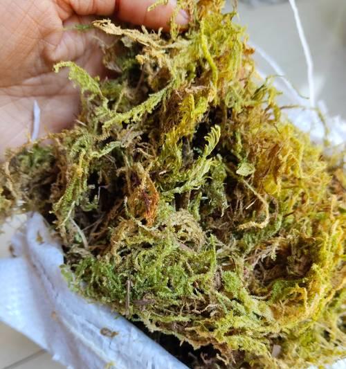 石斛换盆的最佳时间和步骤是什么？