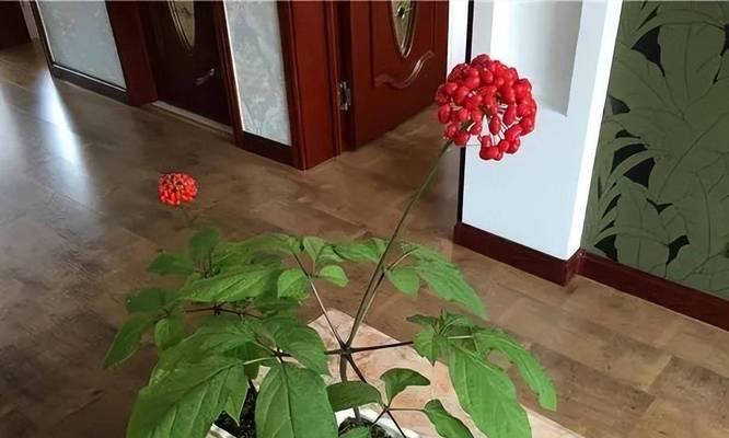 屋内环境适合种植哪些花卉？如何选择适合室内环境的植物？