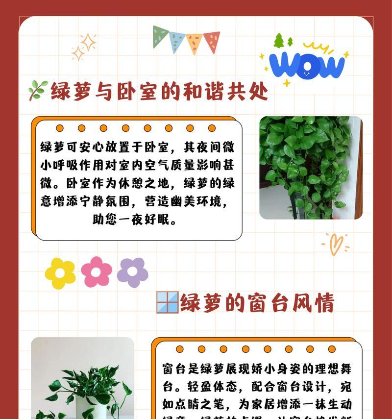 绿萝的正确养殖方式是什么？