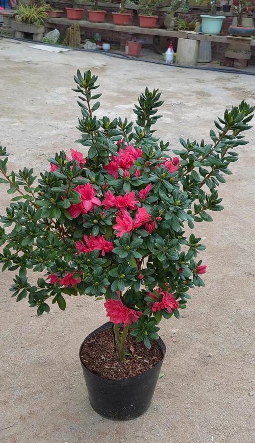 杜鹃花有哪些品种？如何选择和养护杜鹃花品种？