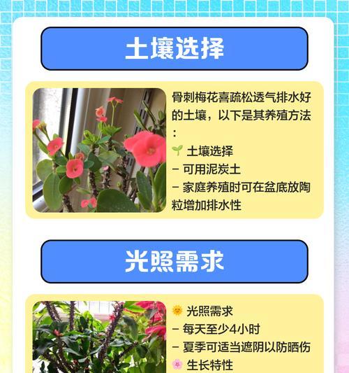 冬天梅花的养护和管理技巧有哪些？