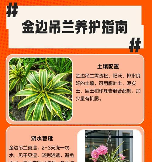 养吊兰用什么土好？吊兰的土壤选择和养护技巧是什么？