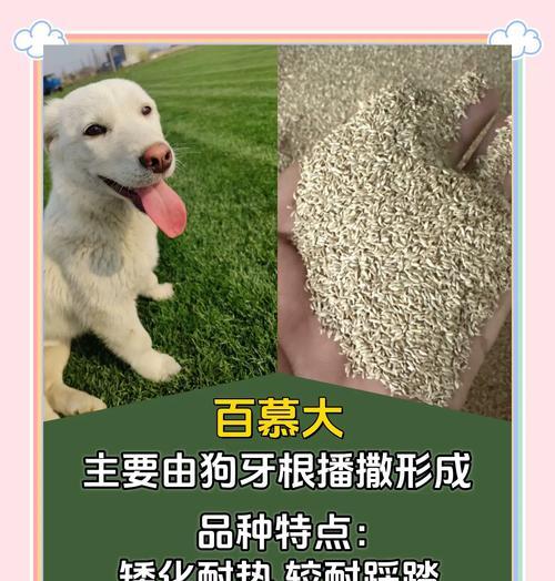 草坪草有哪些品种？选择草坪草的要点是什么？