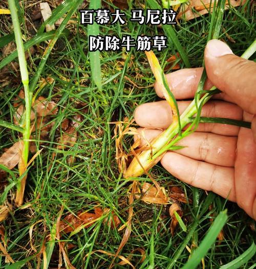 草坪草有哪些品种？选择草坪草的要点是什么？