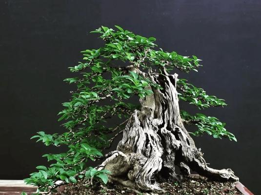哪种盆景树桩品种最贵？价值体现在哪里？