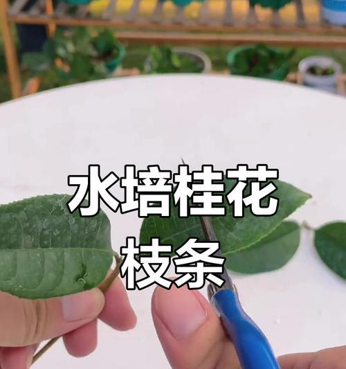 桂花枝插条如何处理？怎样提高桂花枝的成活率？