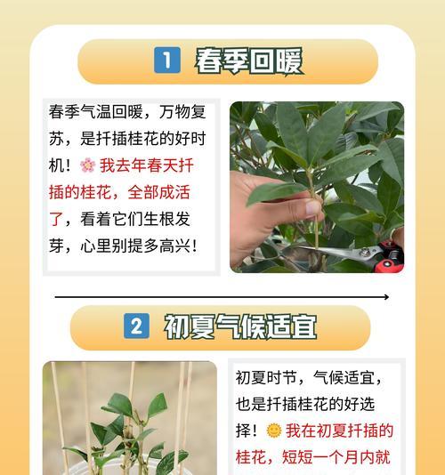 桂花枝插条如何处理？怎样提高桂花枝的成活率？