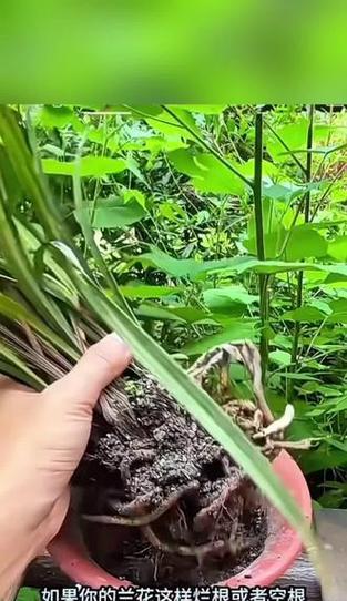 兰花空根问题的应对措施是什么？