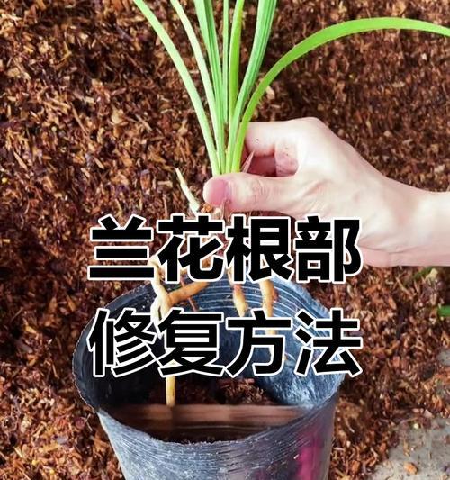 兰花空根问题的应对措施是什么？