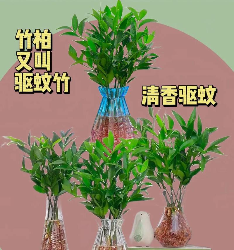 哪些植物可以有效防蚊？如何利用植物驱蚊？