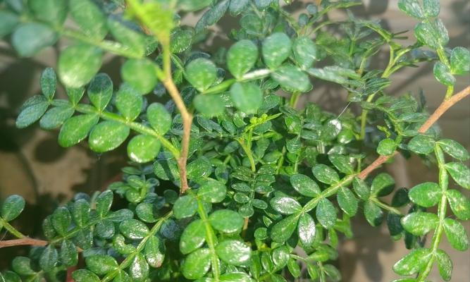哪些植物可以有效防蚊？如何利用植物驱蚊？