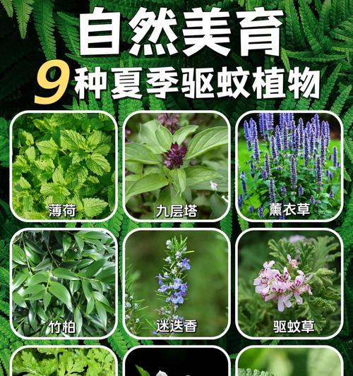 哪些植物可以有效防蚊？如何利用植物驱蚊？