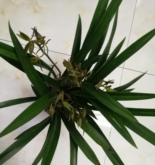 墨兰叶子尖黄化问题的处理？