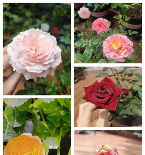 国外月季花品种有哪些值得推荐？