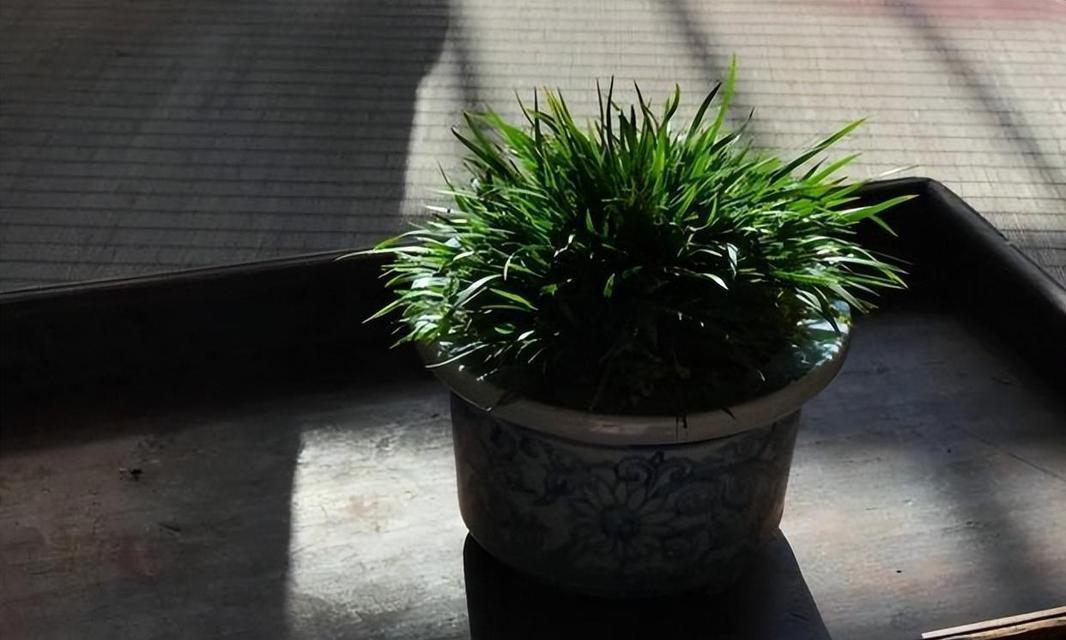 菖蒲浇水的最佳时机和方法是什么？