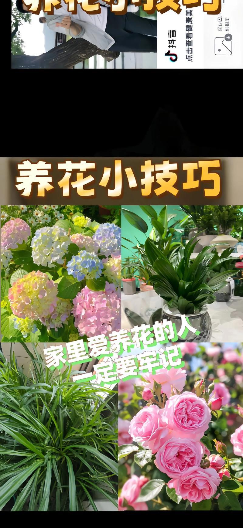 养花有哪些好处？养花对身心健康有哪些积极影响？